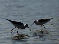 Steltkluut [Himantopus himantopus]
